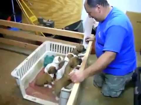 Cuccioli dormono solo con la ninna nanna, video