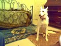 Jada White German Shepherd