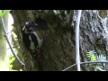 Click here to watch this video Improved footage of a Woodpecker feeding its chick in Denton Woods