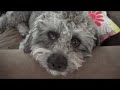 A Westie and Schnoodle Love Story