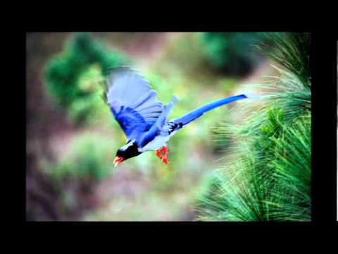 happiness - Google Tech Talks March 15, 2007 ABSTRACT If happiness is an inner state, influenced by external conditions but not dependent on them, how can we achieve it?...