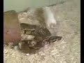 Snake vs. Mouse Snake vs. Mouse