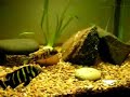 African Cichlids Fish Tank 2006
