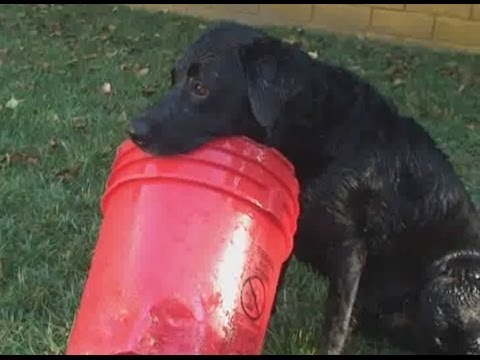 Um cão e o seu balde