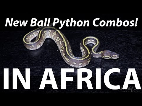 YouTube reptile video