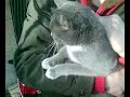 Un motan dragut pe langa Gara de Nord