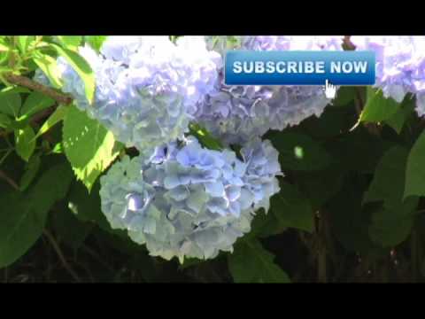 how to fertilize hydrangea endless summer