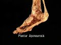 Fascia Plantar Fascia Plantar