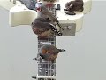 See video