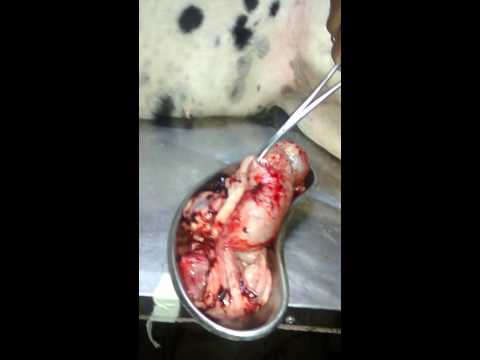 how to cure pyometra in dogs