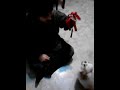 Cute fluffy puppy pekingese