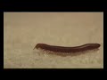 Millipede