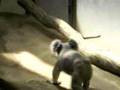 videos de 歩き回るコアラ