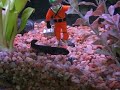 Pleurodeles Waltl Triton Gallipato Pleurodeles Waltl Triton Gallipato