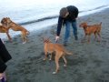 DogsOnBeach.AVI