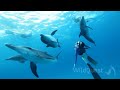Dolphin Tales 1/13 - Swimming with dolphins in the Bahamas