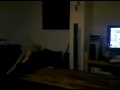 hello ashley cat !