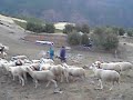 Le troupeau à l'estive
