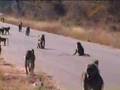krugerpark deel 1