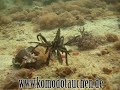 Komodo Diving 2008 at Duyung 2/2