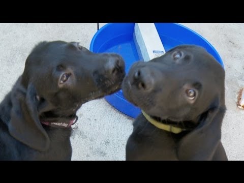 Black Lab Puppies Learn The Doggie Door