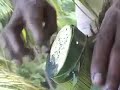 Collecting Coconut Tree Sap Juice in Kerela, India