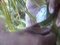 Collecting Coconut Tree Sap Juice in Kerela, India