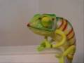 videos de chameleon.wmv