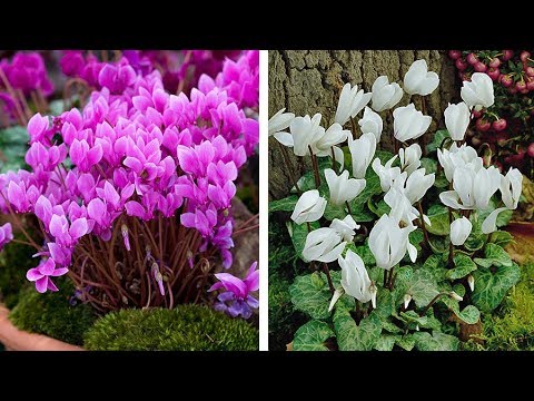 how to plant cyclamen
