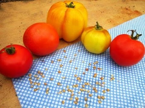 how to collect rhubarb seeds