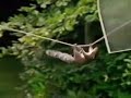 Carling Black Label - Mission Impossible (squirrel)