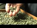 Jasmine Pearls Green Tea