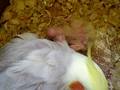 videos de Sook Sook and babies