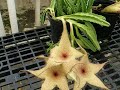 Alien Plant Alien Plant