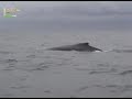 BALLENAS JOROBADAS SE APAREAN EN EL ECUADOR