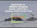 BALLENAS JOROBADAS SE APAREAN EN EL ECUADOR