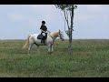 HORSES FOR SALE -- Carolina Sport Horses
