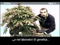 Green House Seed Co El Niño Grow with Italian Subtitles