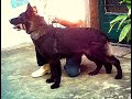 pit bull   rottweiler  gsd