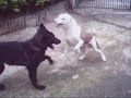 pit bull   rottweiler  gsd
