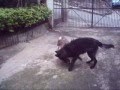 Rottweiler video