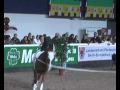 Hippologica Cup Judy Schwabe (Kür)