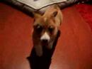 American,chasing,Corgi
