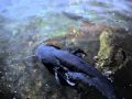 remise � l'eau