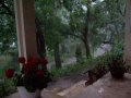 Summer Rain