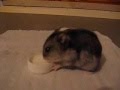 Ivan il criceto - Una tazza di latte
