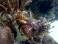 20091126   Shark Reef MB 2