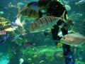 Manta Ray\ Manta Ray\