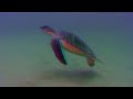 Большое путешествие вглубь океанов 3D часть3 6 OceanWorld 3D
