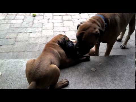 Eva Plays with her Mommy - Boggy Creek Bullmastiffs